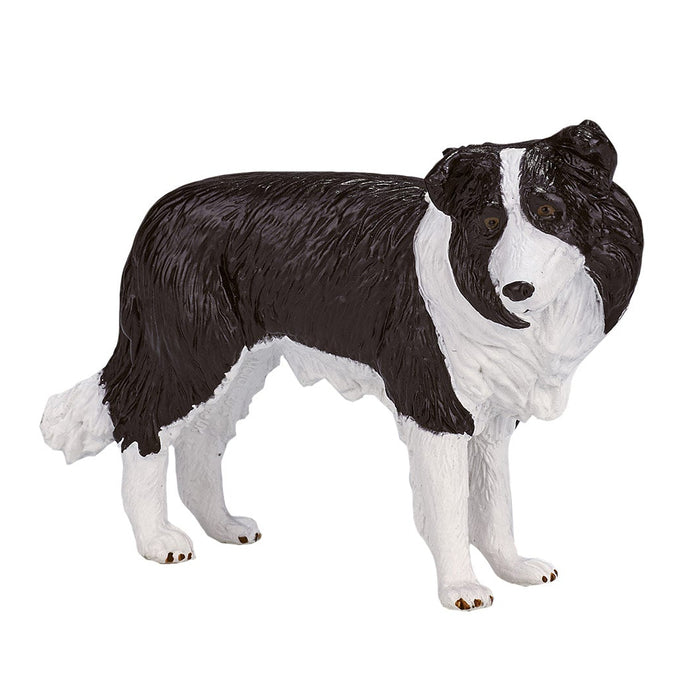 Mojo Border Collie