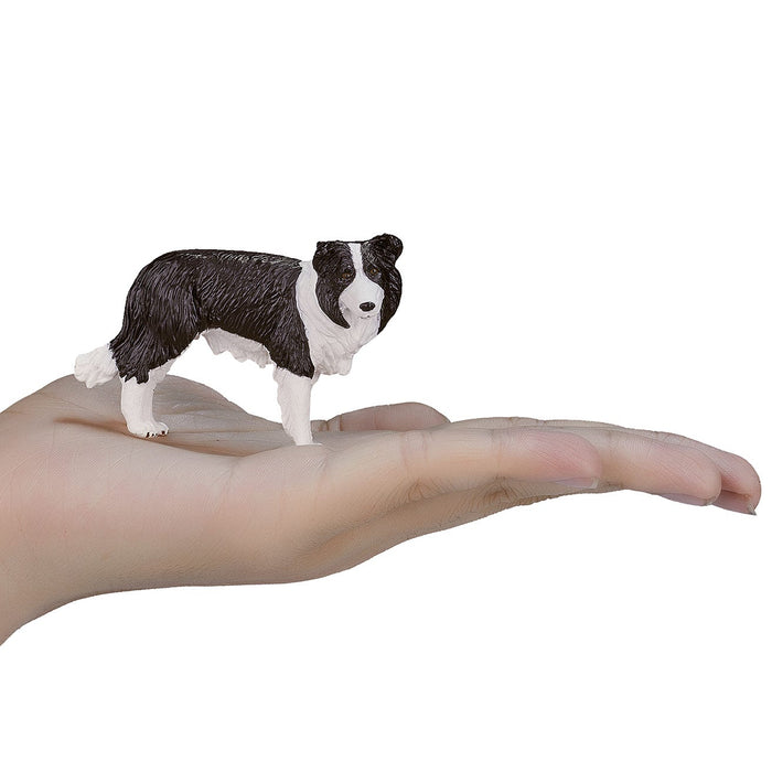 Mojo Border Collie
