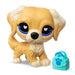 Littlest Pet Shop #457 Kultainen noutaja G7 S5