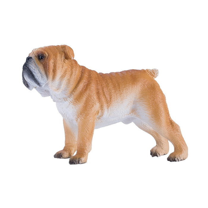 Mojo Englannin Bulldog koira