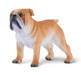 Mojo Englannin Bulldog koira