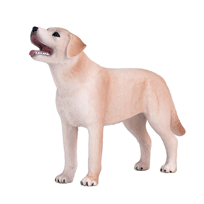 Mojo Labradorin koira
