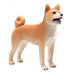 Mojo Shiba Inu koira vaalea
