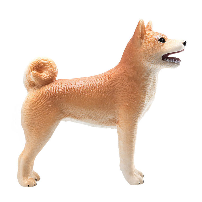 Mojo Shiba Inu koira vaalea