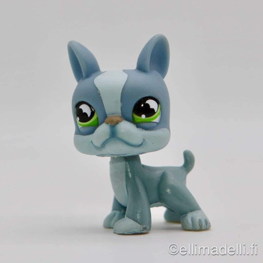 Littlest Petshop Bostonin terrieri #857 - Littlest Petshop