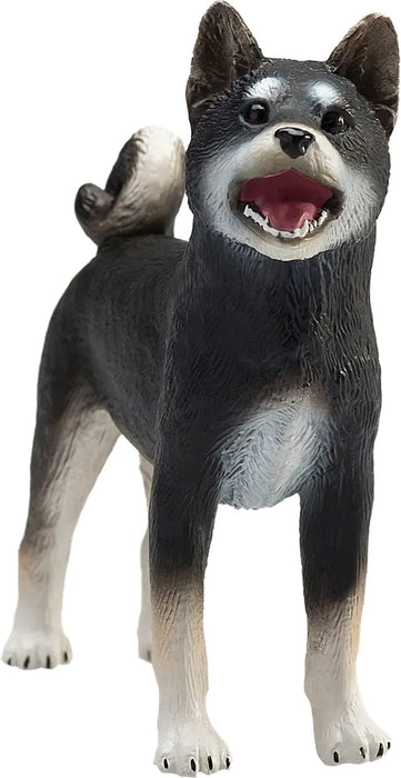 Mojo Shiba Inu koira