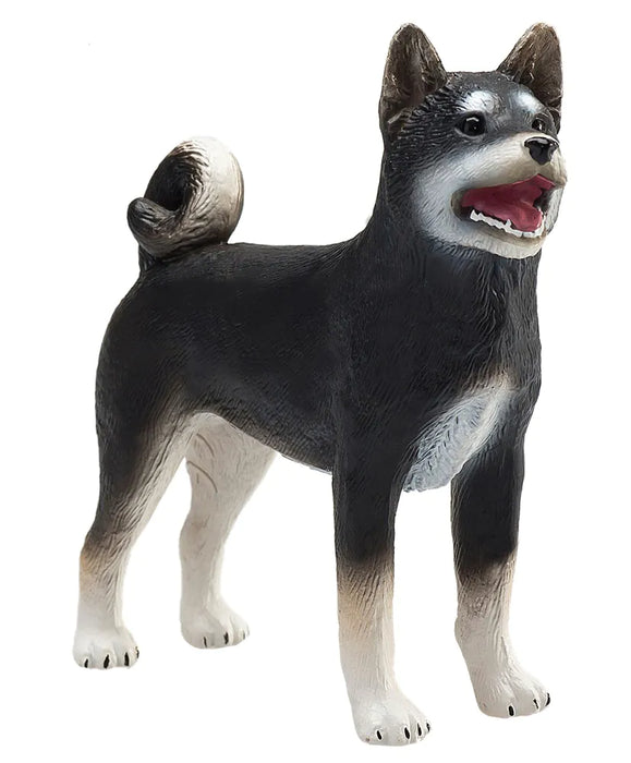 Mojo Shiba Inu koira